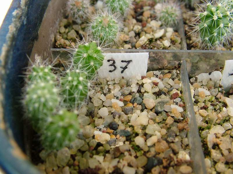 Echinocereus fendleri SB 134