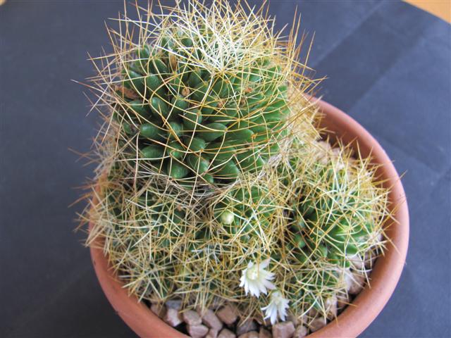 Mammillaria decipiens ssp. camptotricha 