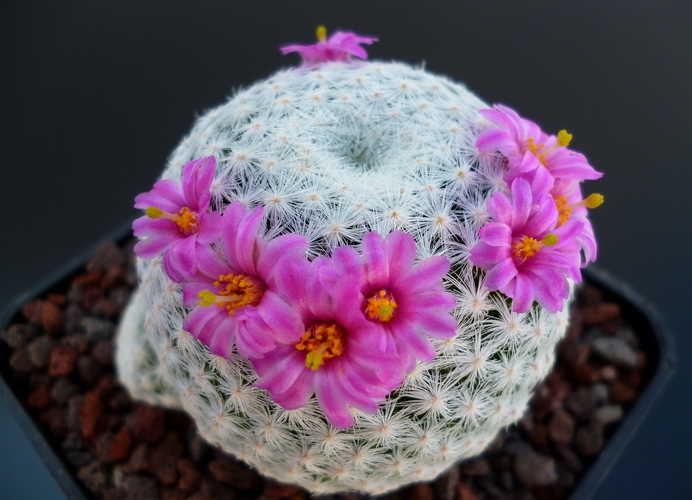 Mammillaria humboldtii 