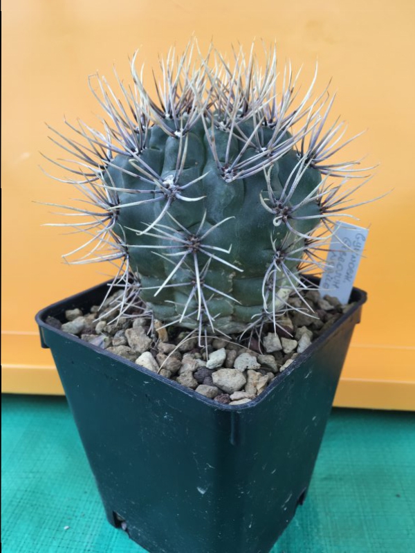 Gymnocalycium gibbosum v. nobile 