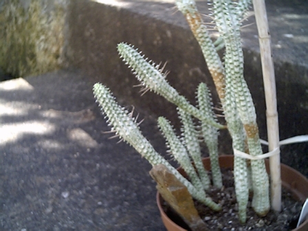 Euphobia mammillaria variegata 