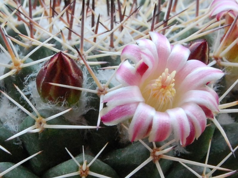 Mammillaria crassa REP 980