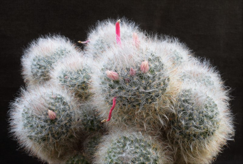 Mammillaria bocasana ML 79