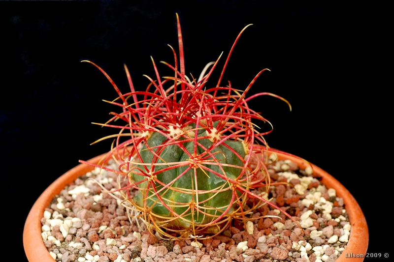 Ferocactus cylindraceus ssp. tortulispinus 