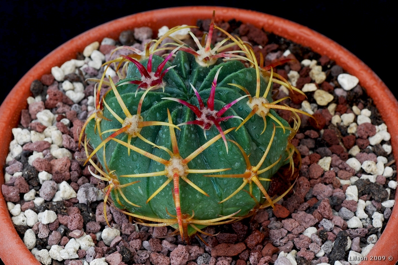 ferocactus macrodiscus ssp. septentrionalis