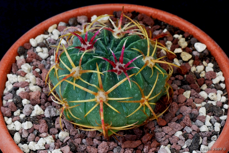 Ferocactus macrodiscus ssp. septentrionalis 