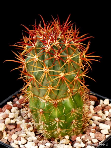 Ferocactus fordii v. grandiflorus 