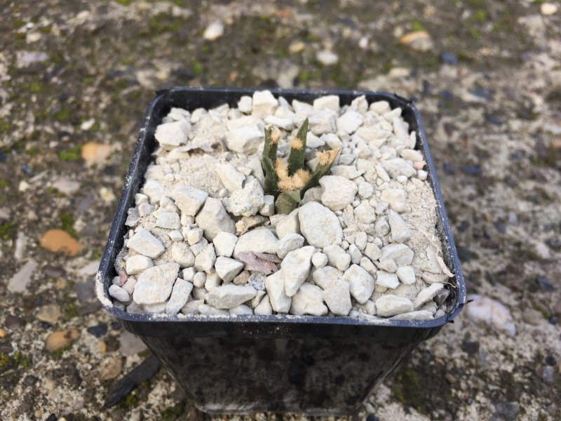 Ariocarpus agavoides RS602