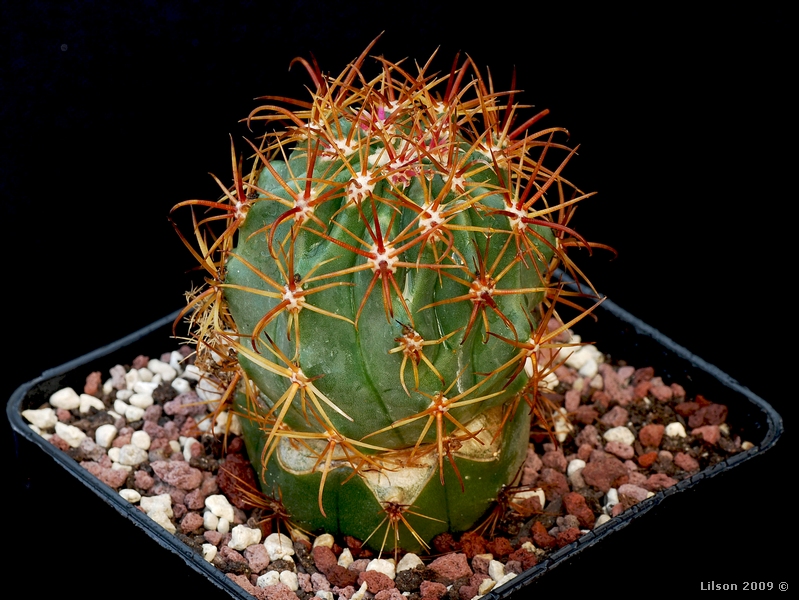 Ferocactus fordii v. grandiflorus 