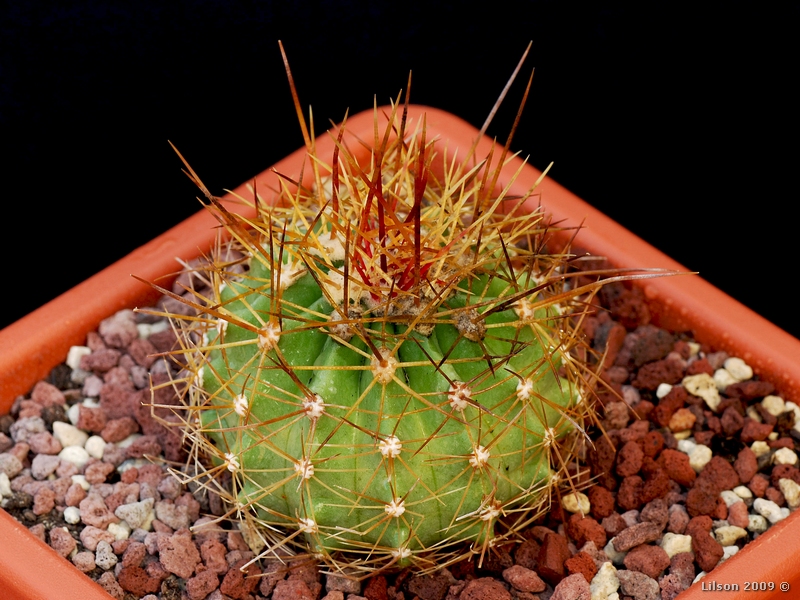 Ferocactus alamosanus 