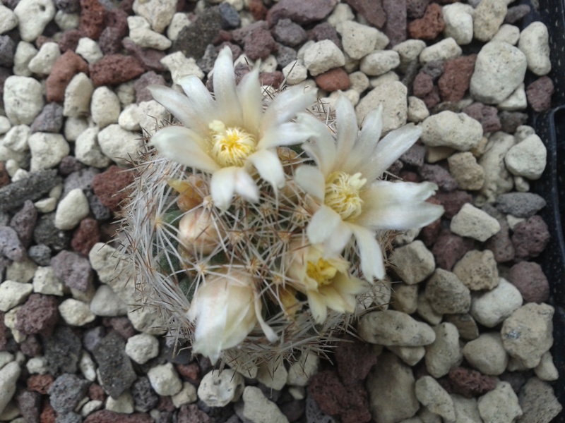 Mammillaria picta Z 22