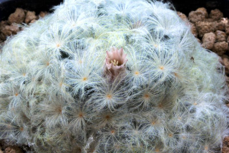 Mammillaria plumosa 