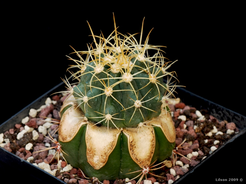 Ferocactus johnstonianus 