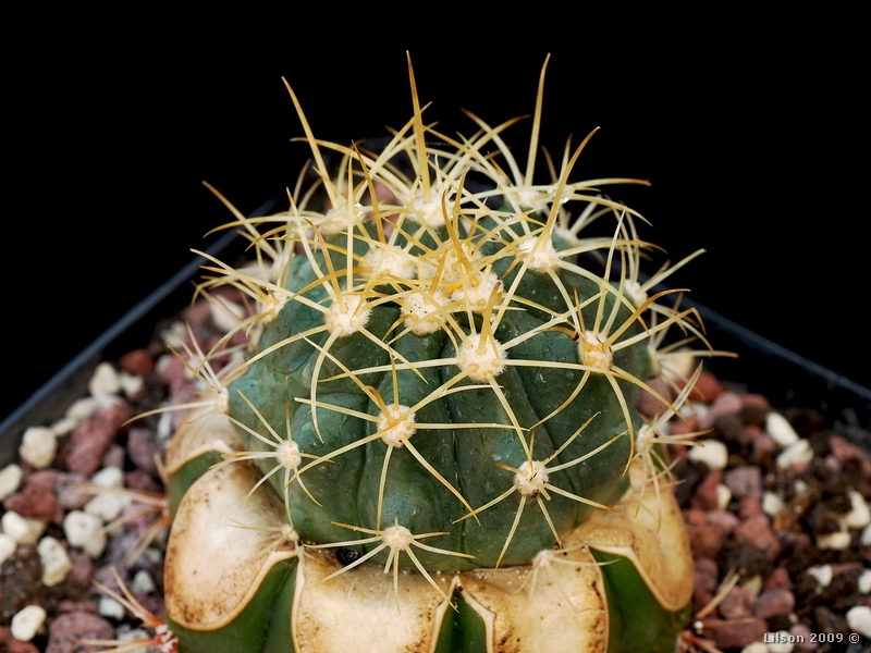 Ferocactus johnstonianus 