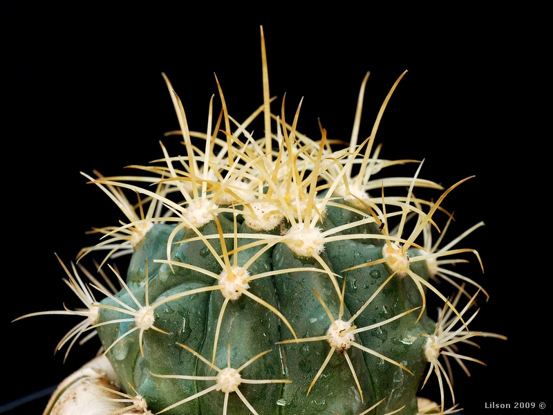 Ferocactus johnstonianus 