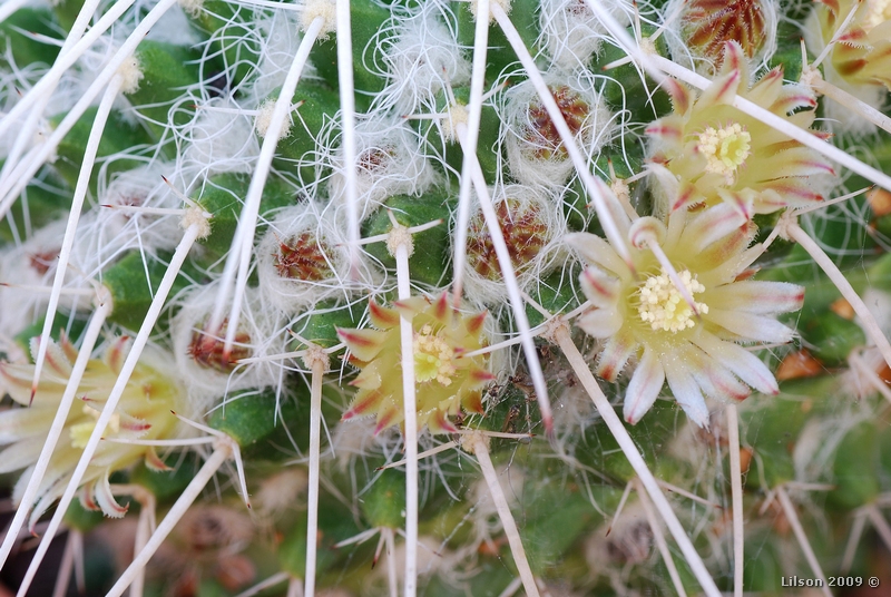 Mammillaria karwinskiana ssp. nejapensis 