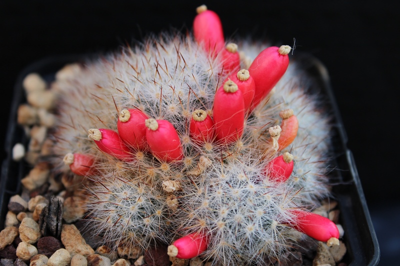 Mammillaria prolifera Z33