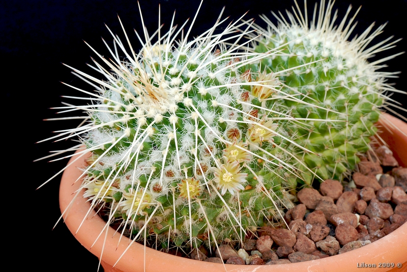 Mammillaria karwinskiana ssp. nejapensis 