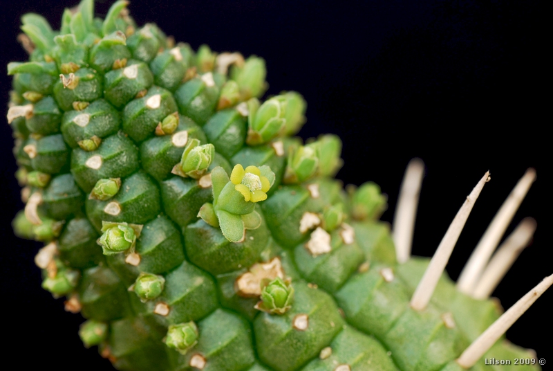 Euphorbia mammillaris 