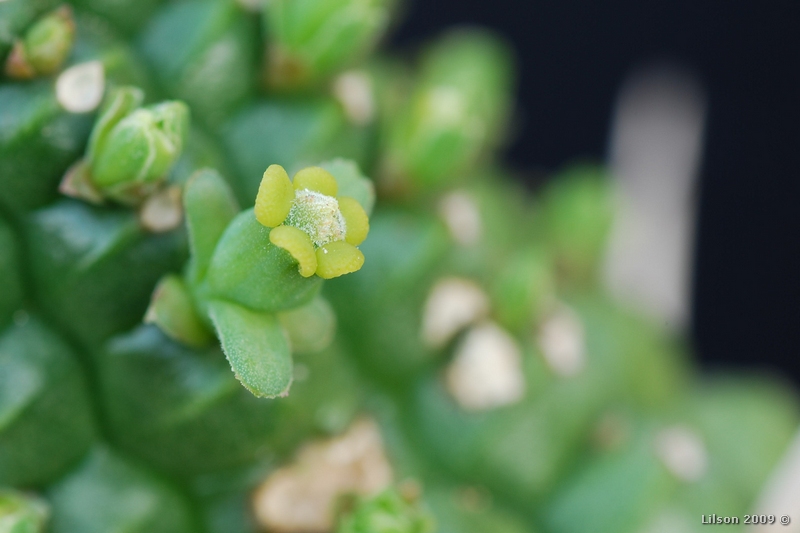 Euphorbia mammillaris 