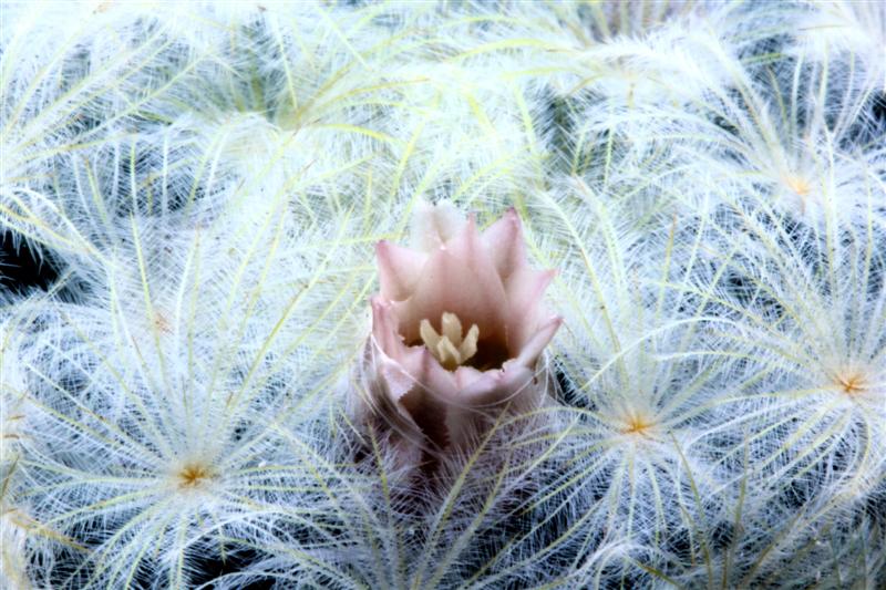 Mammillaria plumosa 