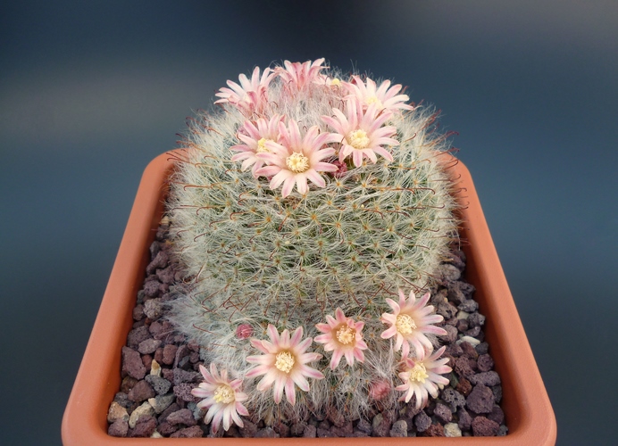 Mammillaria bocasana 