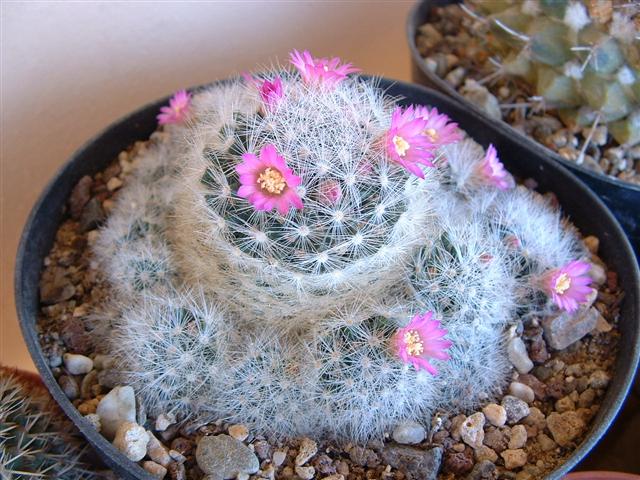 Mammillaria laui 