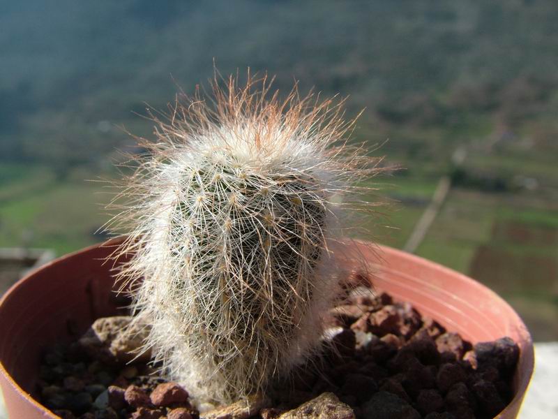 Echinocereus nicholii RP 73