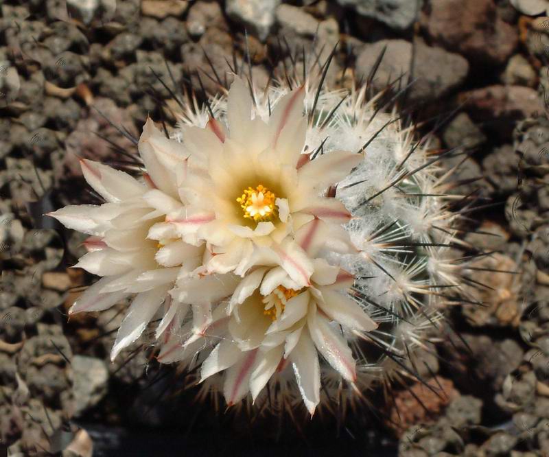 Turbinicarpus viereckii v. major 