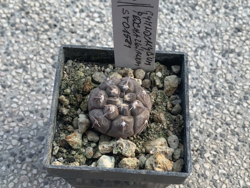 Gymnocalycium prochazkianum STO1581