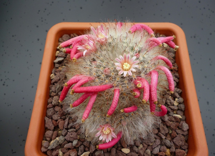 Mammillaria bocasana 