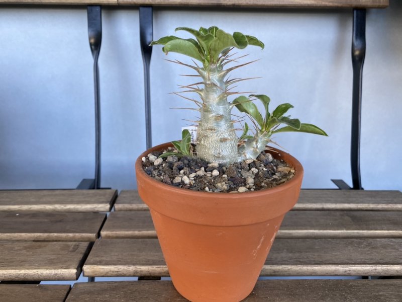 Pachypodium saundersii 