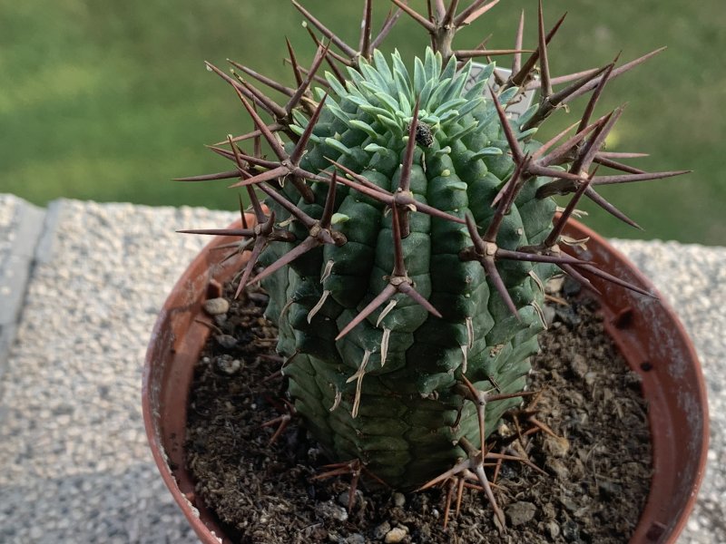 Euphorbia stellaespina 