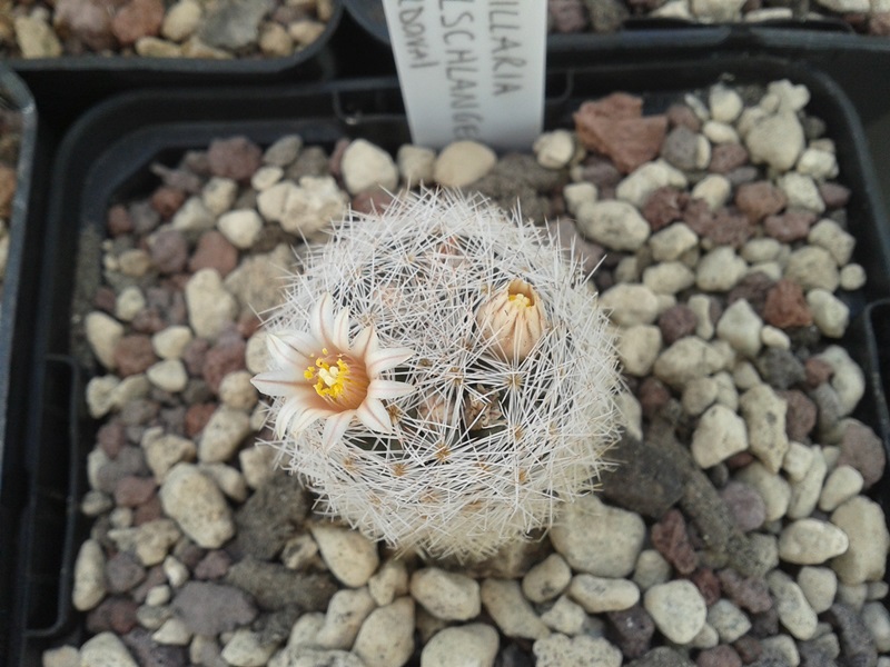 Mammillaria wohlschlageri 