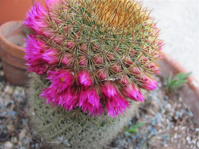 Mammillaria spinosissima 