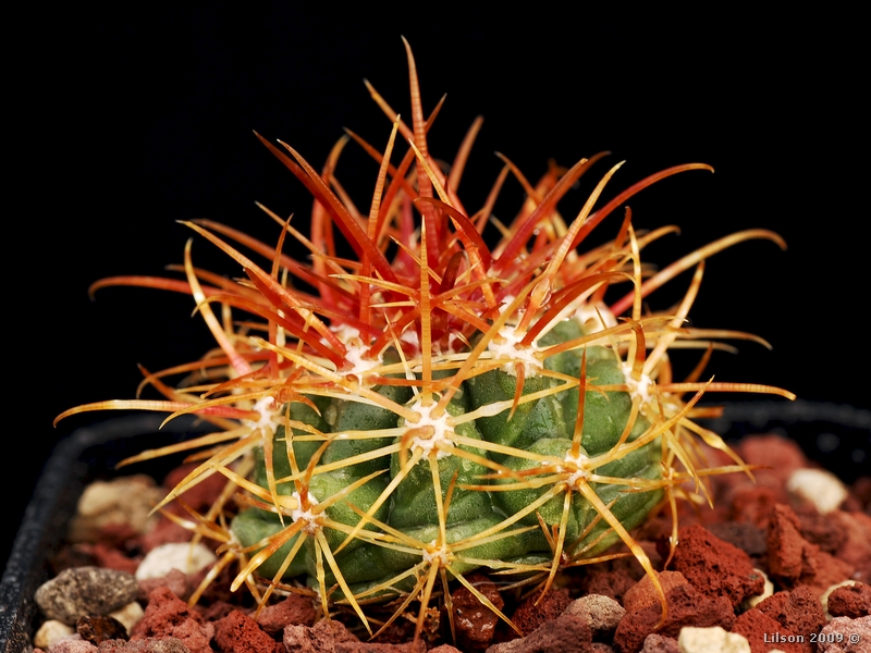 Ferocactus viridescens 