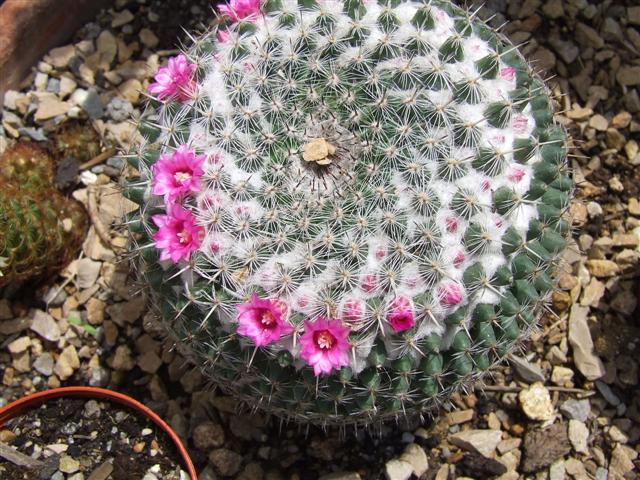 Mammillaria hahniana 