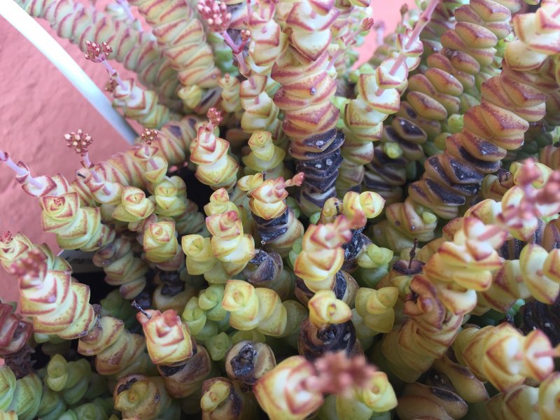 Crassula rupestris 