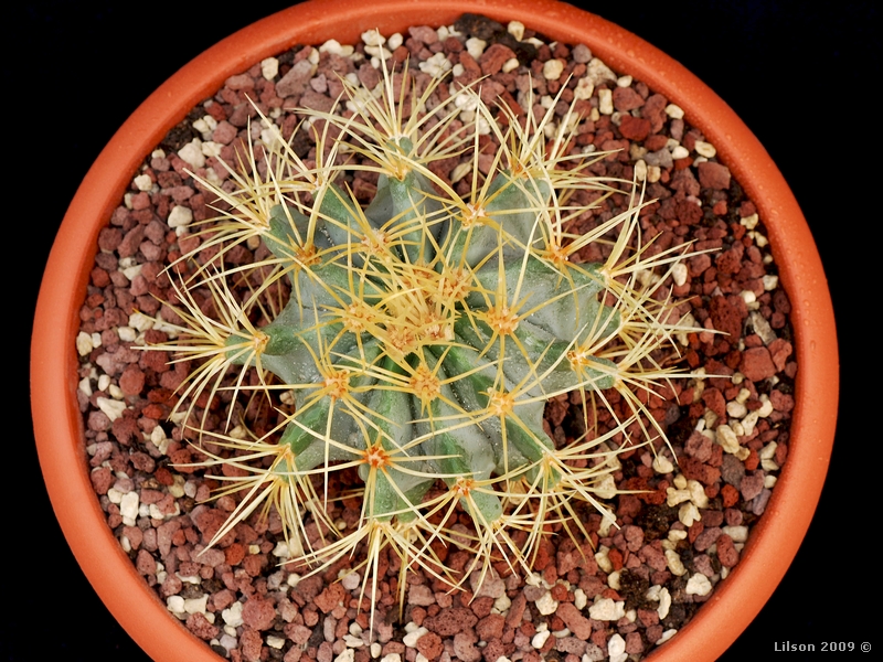 Ferocactus glaucescens 