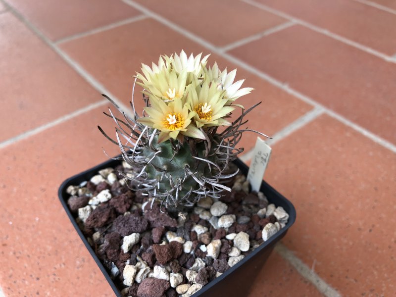 Turbinicarpus flaviflorus 