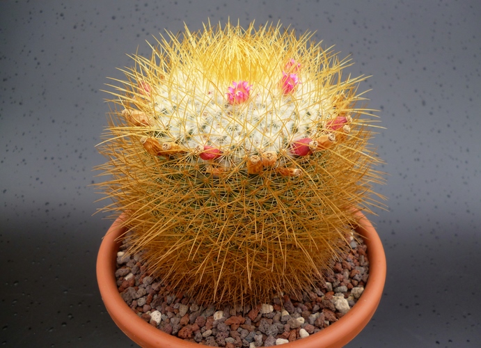 Mammillaria rhodantha ssp. pringlei 