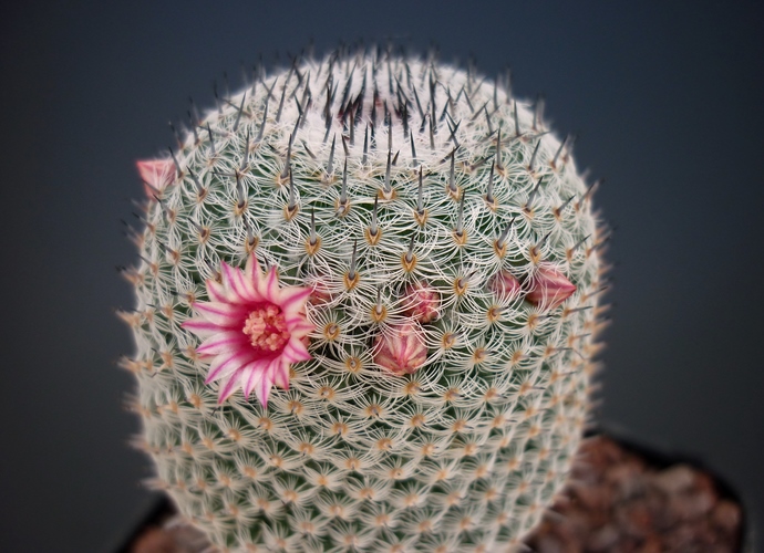 Mammillaria pseudoperbella 