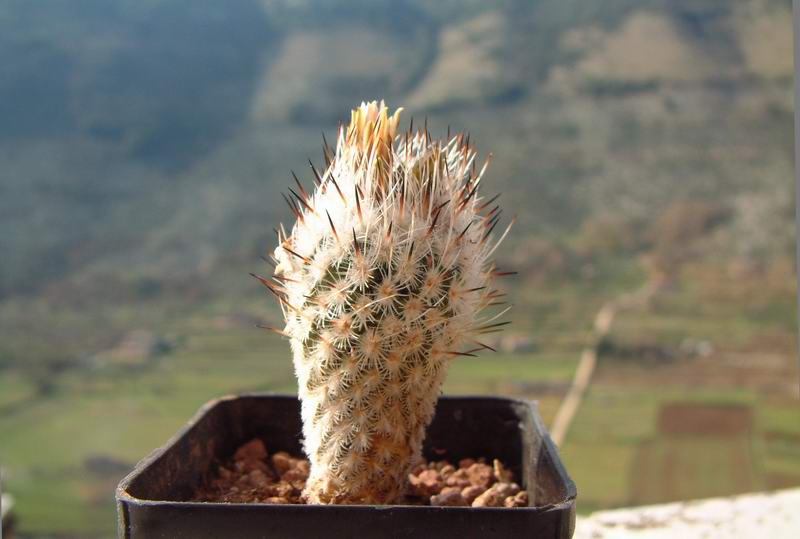 Turbinicarpus zaragozae FPAN 344