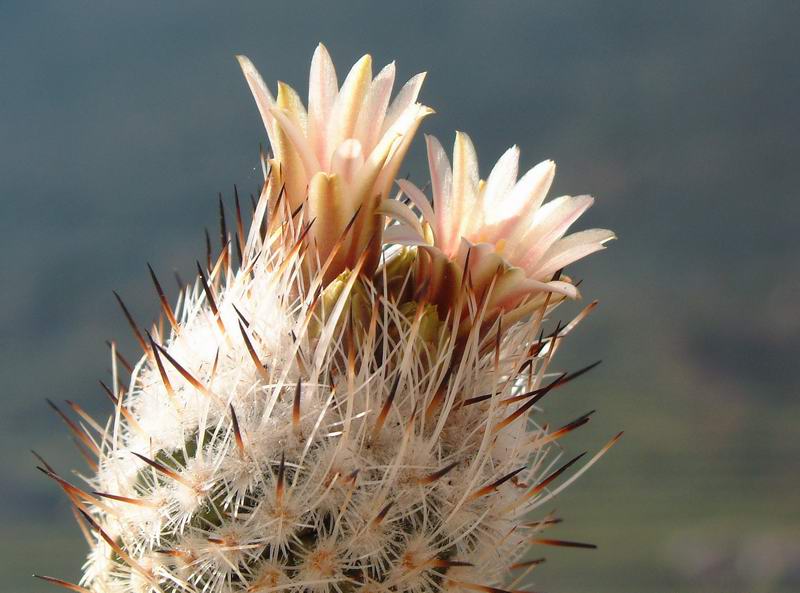 Turbinicarpus zaragozae FPAN 344