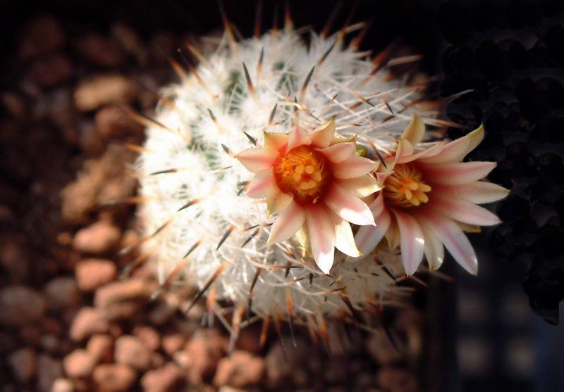 Turbinicarpus zaragozae FPAN 344