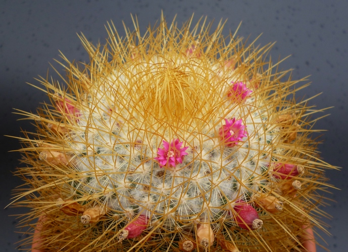 Mammillaria rhodantha ssp. pringlei 