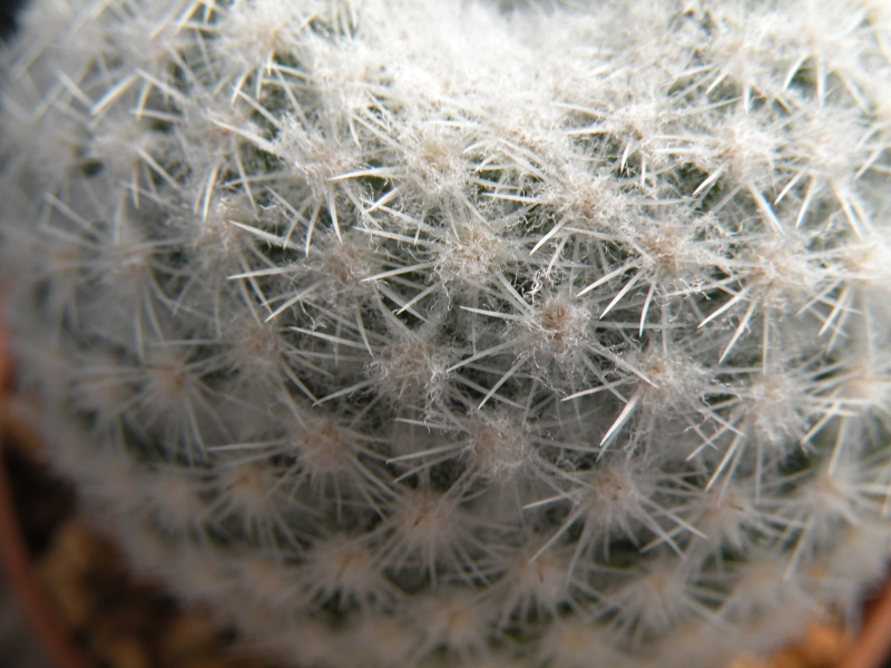 Mammillaria albidula REP 1913