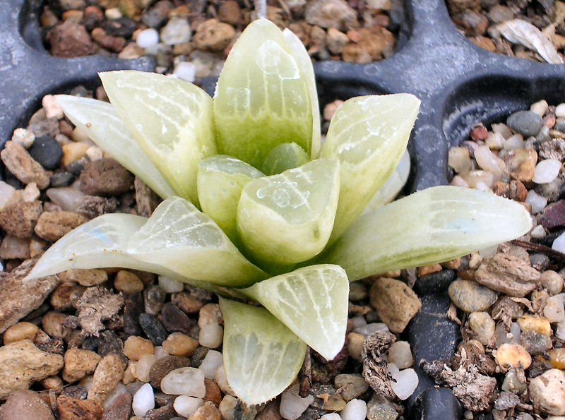 haworthia otzenii f. variegata