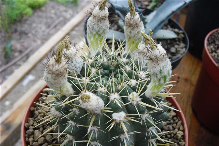 Parodia submammulosa 