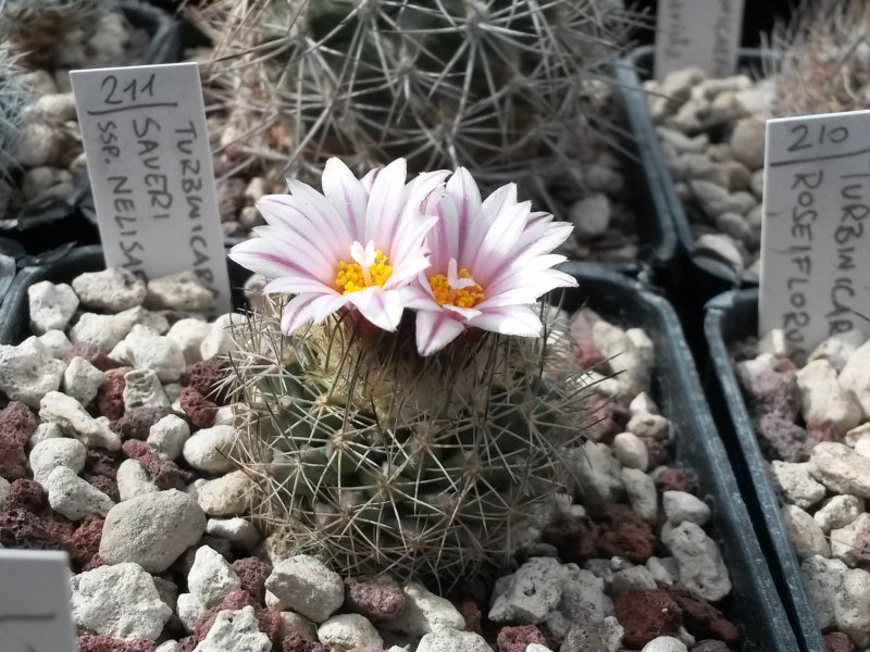 turbinicarpus saueri ssp. nelissae